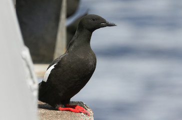 A Black guillemot (Cepphus grylle) in breeding plumage perching on a concrete bridge in Scotland.