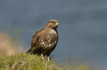 A Buzzard (Buteo buteo) looking around for its next meal sitting on top of a hill.	