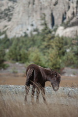 horse in high mountain