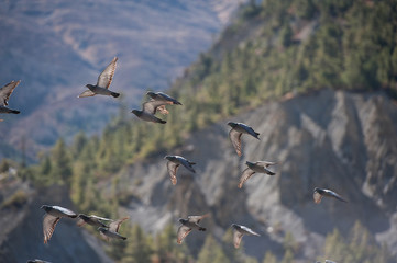 birds fly with mountain background