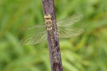 A female Migrant Hawker dragonfly (Aeshna mixta) perched on Angelica (disambiguation).	