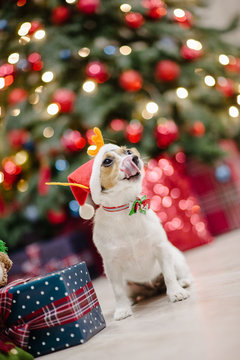 funny small dog in santa hat lick his tongue sitting in christmas decoration