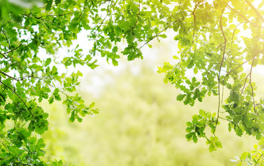 Oak leaves background in summer with beautiful sunlight. Green foliage