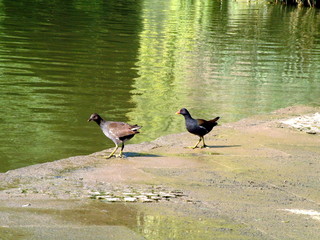 birds next to river