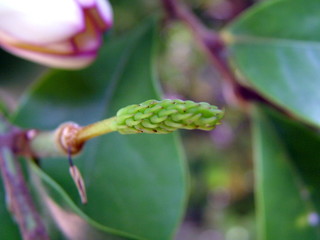 bud of a flower