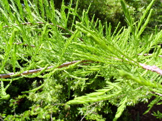 conifer tree branch closeup