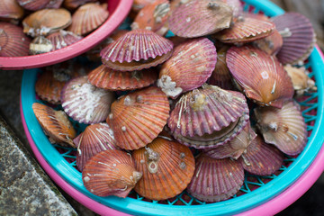 Clams at Jalgachi Market