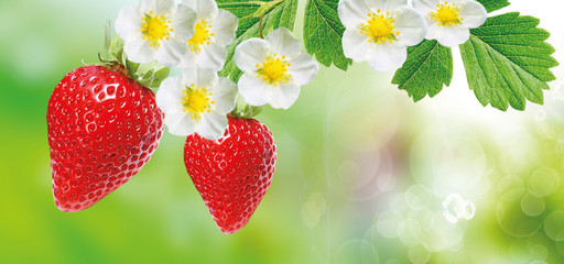 freshness summer tasty strawberries