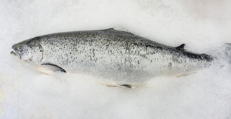 Salmon fish raw on ice sold in supermarkets. Seafood in the shop window. Buy for cooking. food concept. Top view, copy space.