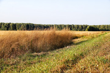 Fototapeta premium Golden field with harvest and forest background