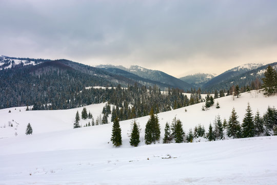 snow covered rolling hills with spruce forest