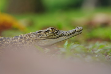 Fototapeta premium krokodyl,