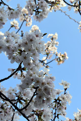 桜3