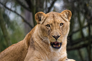 Lioness cleaning her fur