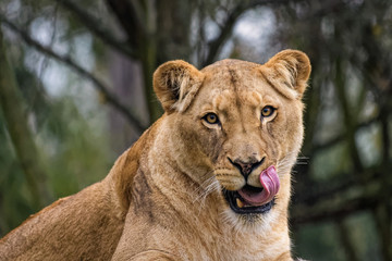 Lioness cleaning her fur