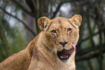 Lioness cleaning her fur