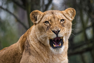 Fototapeta na wymiar Lioness cleaning her fur