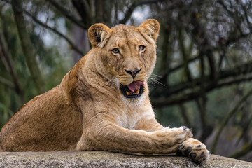 Lioness cleaning her fur