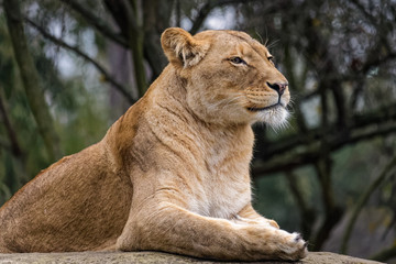 Naklejka na ściany i meble Side view of a lion sitting on a rock
