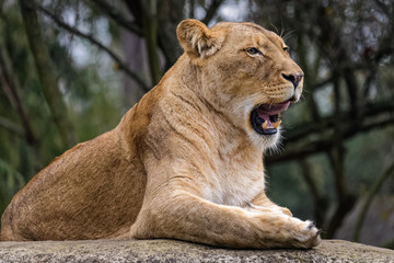 Side view of a lion sitting on a rock