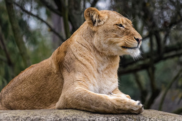 Obraz na płótnie Canvas Side view of a lion sitting on a rock
