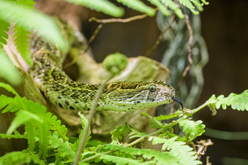 African puff adder flicking its tongue while laying in a plant