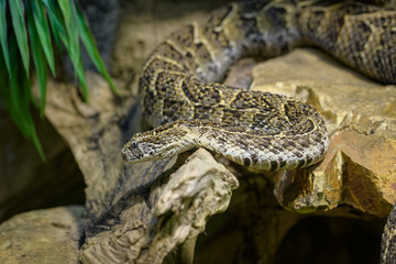 African puff adder slithering over a rock