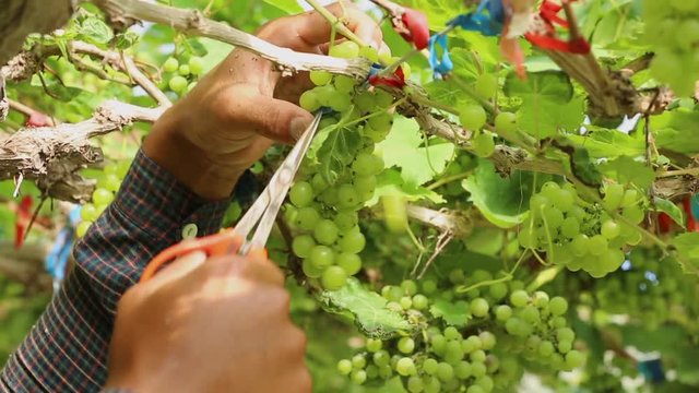 Close up hand of worker picking grapes during wine harvest in vineyard. Select cutting Non-standard grapes from branch by Scissors.