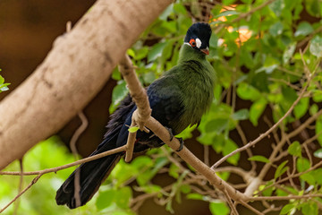 Hartlaubs turaco looking for nesting material in a tree