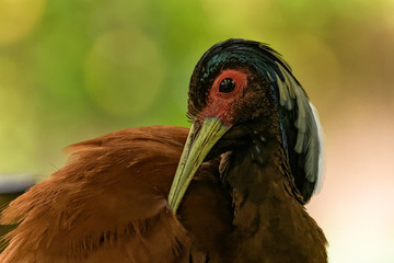 Close up of a black faced ibis