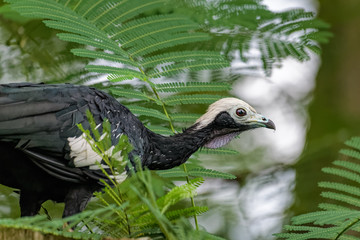 Blue throated piping guan in a tree