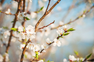 Spring photo of a blossoming tree close-up and space for text. Natural texture of a flowering tree.