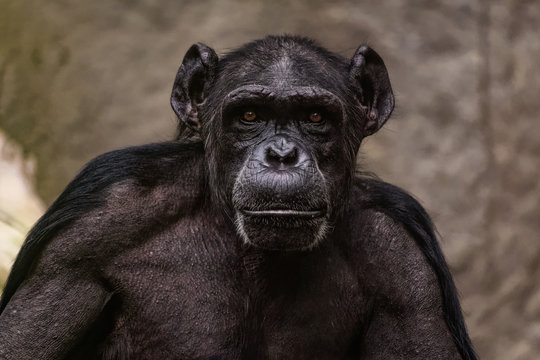 Close up of a male chimpanzee