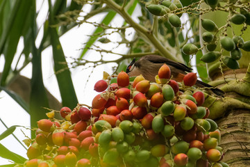 Red whiskered bulbul eating fruits from a tree