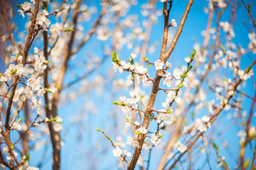 Spring photo of a blossoming tree close-up and space for text. Natural texture of a flowering tree.