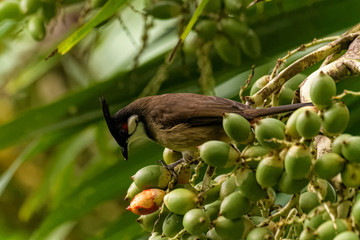 Red whiskered bulbul eating fruits from a tree