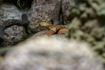 Copperhead snake hiding between rocks