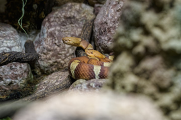 Copperhead snake hiding between rocks