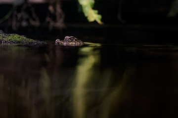 Dwarf crocodile about to submerge under water