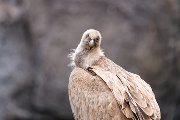 Close up of a one eyed eurasian griffon
