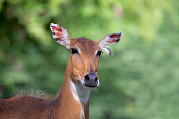 Blue Bull female, Boselaphus tragocamelus, close-up Jhalana, Rajasthan, India.