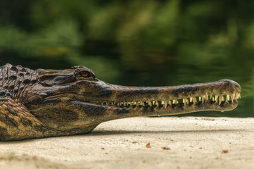 Close up of a gharial