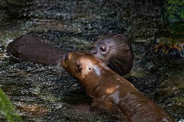 A pair of giant river otters playing in a shallow stream