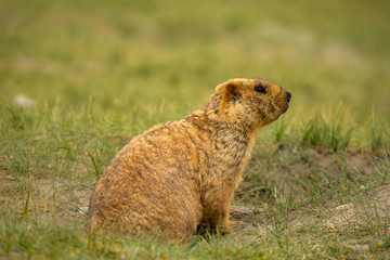 Naklejka na ściany i meble Himalayan Marmot, Marmota himalayana inhabits alpine grasslands throughout the Himalayas and on the Tibetan Plateau Jammu and Kashmir, India.