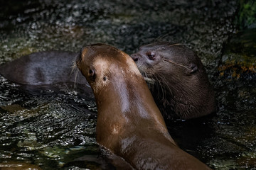 A pair of giant river otters playing in a shallow stream