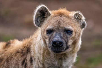 Gros plan d& 39 une hyène tachetée