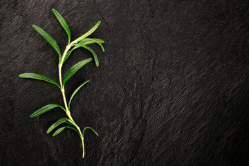 A branch of rosemary, shot from the top on a dark texture with a place for text