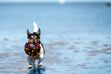dog portrait