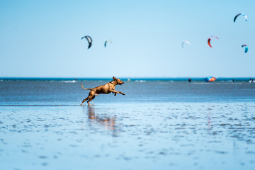 dog portrait in the Wadden Sea