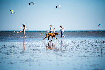 dog portrait in the Wadden Sea